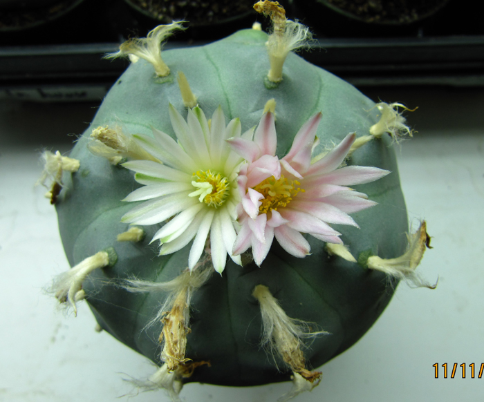 Lophophora Williamsii var. pentagona with dual coloured flower